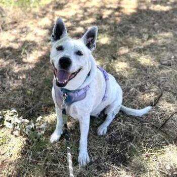 Theia -  Pit Bull Terrier Dog for Adoption in Oakland, California - Theia | PetCurious