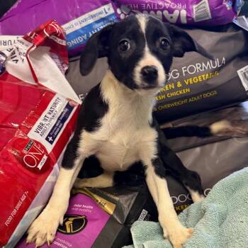 Ember -  Mixed Breed Dog for Adoption in Valparaiso, Indiana - Ember | PetCurious