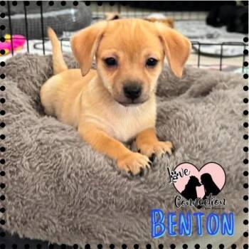 Benton -  Dachshund and Terrier Dog for Adoption in Gilbert, Arizona - Benton | PetCurious