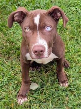 LIBERTY BIBBERTY -  Pit Bull Terrier Dog for Adoption in Akron, Ohio - LIBERTY BIBBERTY | PetCurious