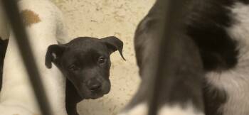 Rescue American Staffordshire Terrier and Mixed Breed Dogs for Adoption in Clovis, New Mexico - 85732 | PetCurious