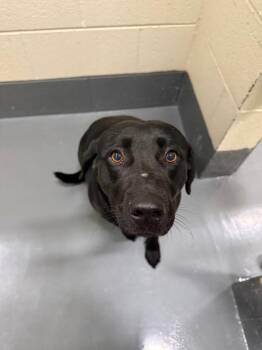 Boone -  Labrador Retriever Dog for Adoption in Johnson City, Tennessee - Boone | PetCurious