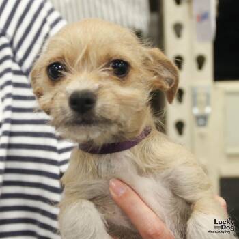 Chihuahua and Shih Tzu Dogs Available for Adoption - Fiora | PetCurious
