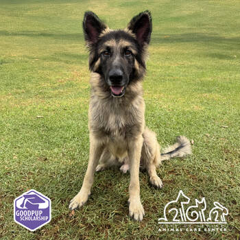 Rescue German Shepherd Dog Dogs for Adoption in Irvine, California - TITAN | PetCurious