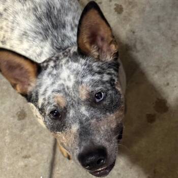 Gordon -  Australian Cattle Dog Blue Heeler Dog for Adoption in Birmingham, Alabama - Gordon | PetCurious