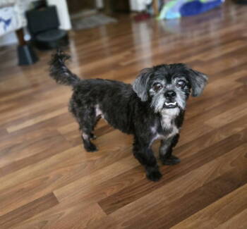 Rescue Shih Tzu and Lhasa Apso Dogs for Adoption in Council Bluffs, Iowa - Manny | PetCurious