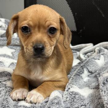 Chiweenie Dogs Available for Adoption - Buns | PetCurious