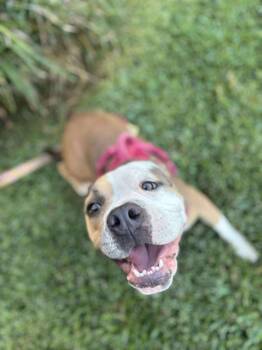 Rescue Boxer and American Bully Dogs for Adoption in Ventura, California - Lucy | PetCurious