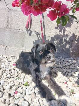 Sissy -  Terrier and Schnauzer Dog for Adoption - Sissy | PetCurious