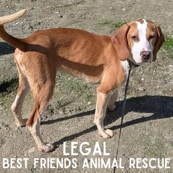Legal -  Beagle Dog for Adoption in Wasilla, Alaska - Legal | PetCurious