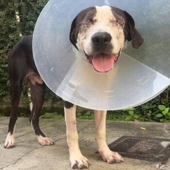 Rescue Pit Bull Terrier Dogs for Adoption in New Orleans, Louisiana - Blinker | PetCurious