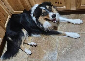 Dobro -  Border Collie Dog for Adoption in Memphis, Tennessee - Dobro | PetCurious