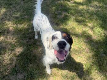 English Setter Dogs Available for Adoption in Hilliard, Ohio - Gunner | PetCurious
