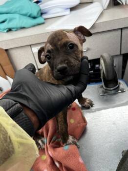 ARLO -  Mixed Breed Dog for Adoption in Dallas, Texas - ARLO | PetCurious