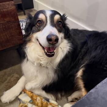 Australian Shepherd Dogs Available for Adoption - Finnegan | PetCurious