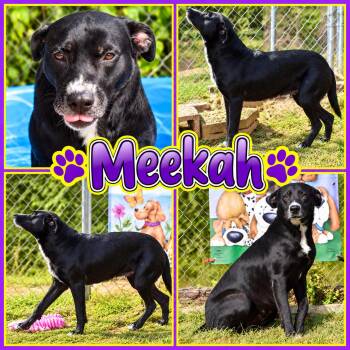 Meekah -  Labrador Retriever Dog for Adoption in Wedowee, Alabama - Meekah | PetCurious
