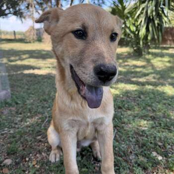 Rescue Chow Chow Dogs for Adoption in Harlingen, Texas - Bear | PetCurious