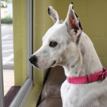 Spot -  Terrier Dog for Adoption in St. Petersburg, Florida - Spot | PetCurious