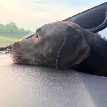 Lucy LouLou -  Black Labrador Retriever Dog for Adoption in Abbotsford, British Columbia - Lucy LouLou | PetCurious