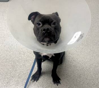 Rescue English Bulldog and Mixed Breed Dogs for Adoption in Omaha, Nebraska - JUNIOR | PetCurious