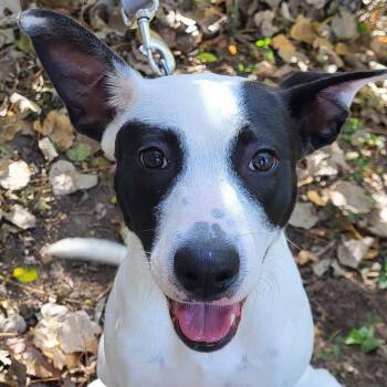 Dr. Phil -  Terrier Dog for Adoption in Grayslake, Illinois - Dr. Phil | PetCurious