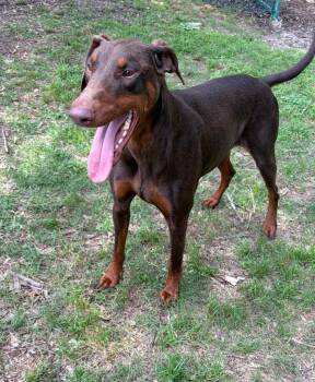 Doberman Pinscher Dogs Available for Adoption in Little Rock, Arkansas - Persephone | PetCurious