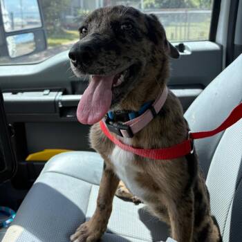 Angelina -  Catahoula Leopard Dog and Mixed Breed Dog for Adoption in Beaumont, Texas - Angelina | PetCurious