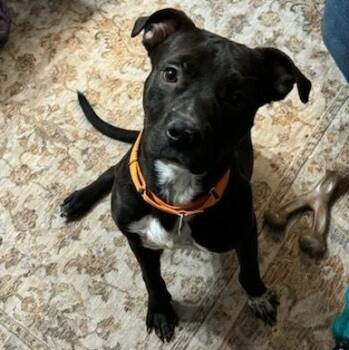 Cosmo -  American Staffordshire Terrier Dog for Adoption in Huntington, New York - Cosmo | PetCurious