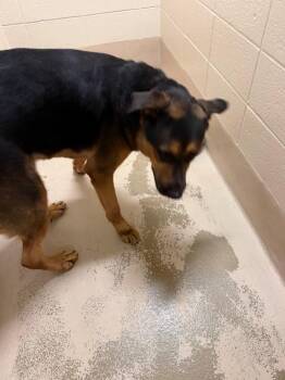 Nd-09 -  Labrador Retriever Dog for Adoption in Lawrenceville, Georgia - Nd-09 | PetCurious
