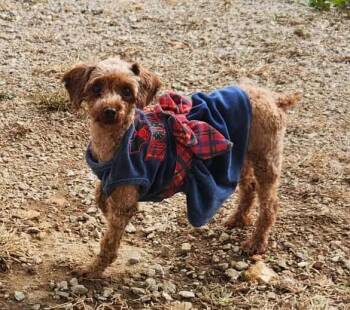 Rescue Poodle Dogs for Adoption in Peyton, Colorado - Razzle | PetCurious