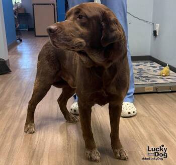Jiziah -  Labrador Retriever Dog for Adoption in Washington, District Of Columbia - Jiziah | PetCurious