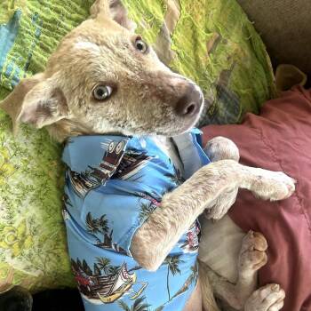 Petey -  Mixed Breed Dog for Adoption in Fayetteville, Arkansas - Petey | PetCurious