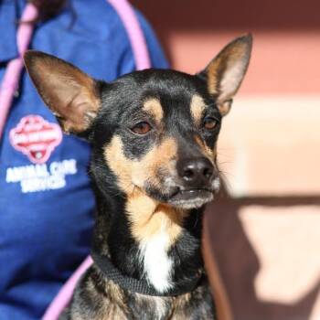 WILLSON -  Terrier Dog for Adoption in San Antonio, Texas - WILLSON | PetCurious