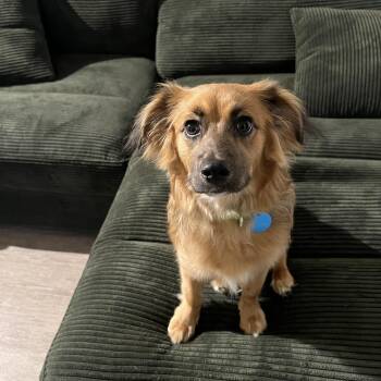 Spaniel Dogs Available for Adoption in Pasadena, California - Rooney | PetCurious