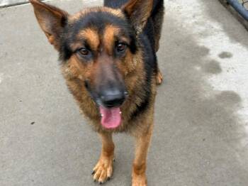 German Shepherd Dog Dogs Available for Adoption in Tulsa, Oklahoma - DANIEL | PetCurious