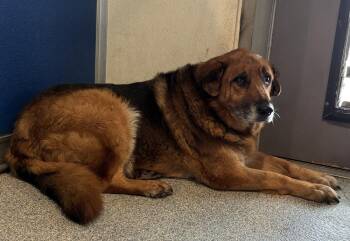 German Shepherd Dog Dogs Available for Adoption in Bartlesville, Oklahoma - Zoey | PetCurious