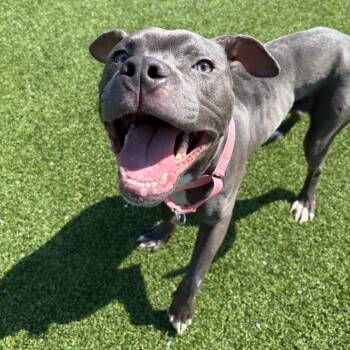 Mixed Breed Dogs Available for Adoption in Pittsburgh, Pennsylvania - Sprout | PetCurious