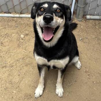 MELODY -  Siberian Husky and Mixed Breed Dog for Adoption in Ontario, California - MELODY | PetCurious