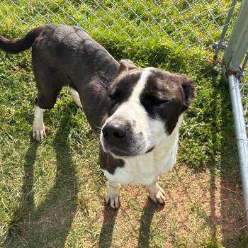 Cookie -  Pit Bull Terrier Dog for Adoption in Norman, Oklahoma - Cookie | PetCurious