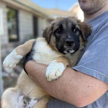 Retriever and Australian Shepherd Dogs Available for Adoption in Columbia, South Carolina - Pinecone | PetCurious