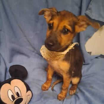 Jolene * -  Shepherd and Mixed Breed Dog for Adoption in Wadena, Minnesota - Jolene * | PetCurious