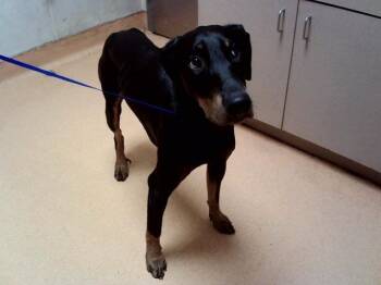 GUSTAV -  Doberman Pinscher Dog for Adoption in Martinez, California - GUSTAV | PetCurious