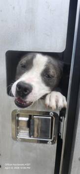 American Staffordshire Terrier Dogs Available for Adoption in San Antonio, Texas - ROO | PetCurious
