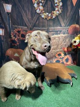 Rescue Labrador Retriever and Pit Bull Terrier Dogs for Adoption in Globe, Arizona - MOCHA | PetCurious