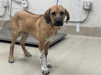 Rhodesian Ridgeback Dogs Available for Adoption in Portland, Maine - Ranger | PetCurious