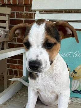 Mixed Breed Dogs Available for Adoption in Groveland, Massachusetts - Dixie | PetCurious