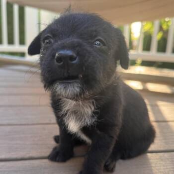Kai (Kung Fu Panda) -  Poodle and Mixed Breed Dog for Adoption in Redmond, Washington - Kai (Kung Fu Panda) | PetCurious