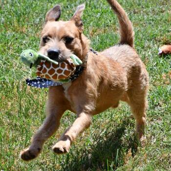Pencil -  Terrier Dog for Adoption in Beaumont, Texas - Pencil | PetCurious