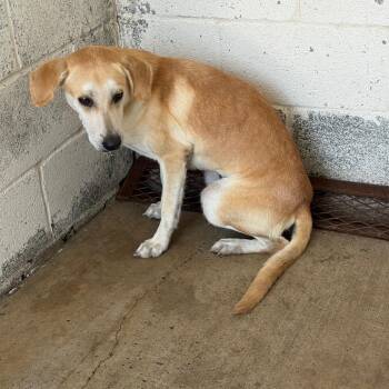 Gump -  Labrador Retriever and Mixed Breed Dog for Adoption in Edinburg, Texas - Gump | PetCurious