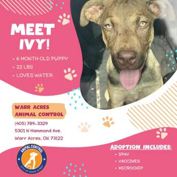 Ivy -  Pit Bull Terrier and American Staffordshire Terrier Dog for Adoption in Warr Acres, Oklahoma - Ivy | PetCurious